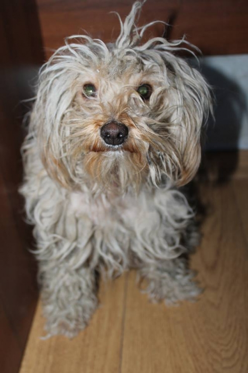 ბალონკა უსახელო