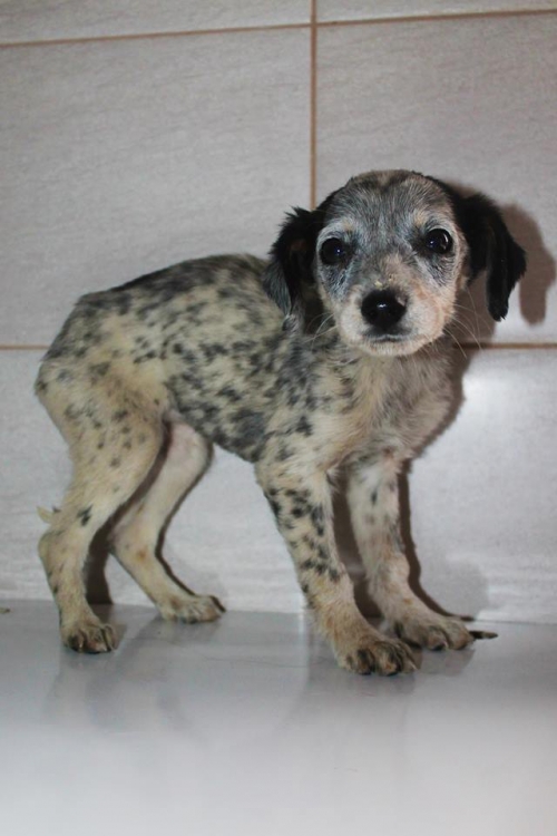 მეტისი უსახელო