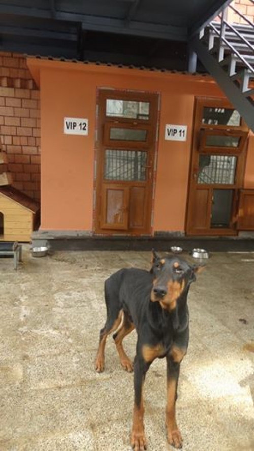 დობერმანი ლეონარდო