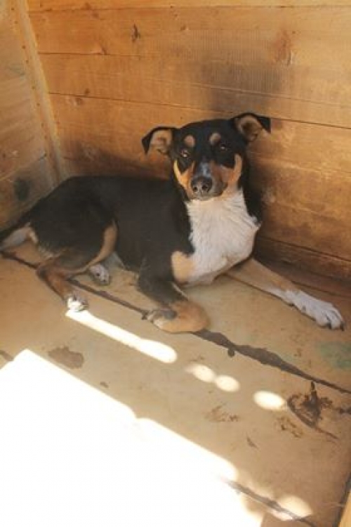 მეტისი უსახელო