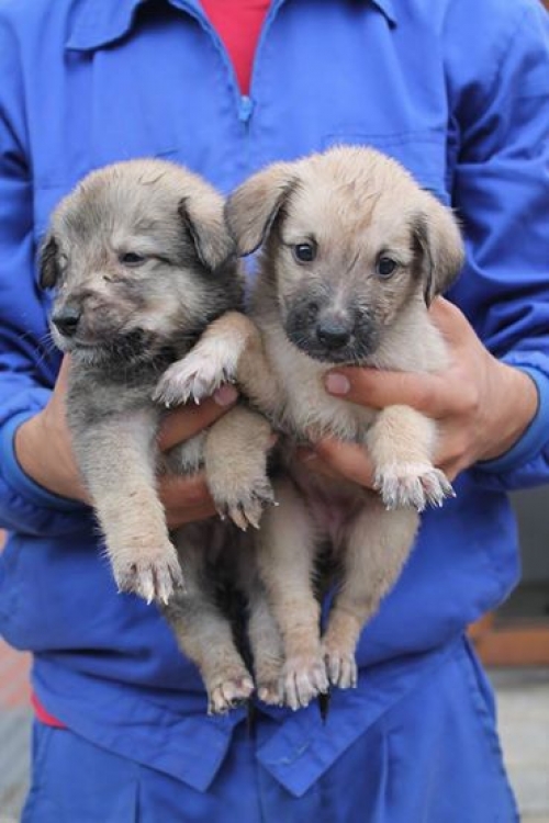 მეტისის ლეკვები უსახელო