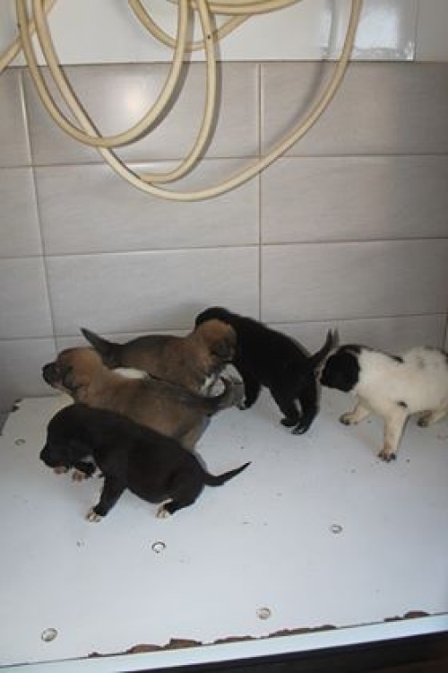 მეტისი უსახელო