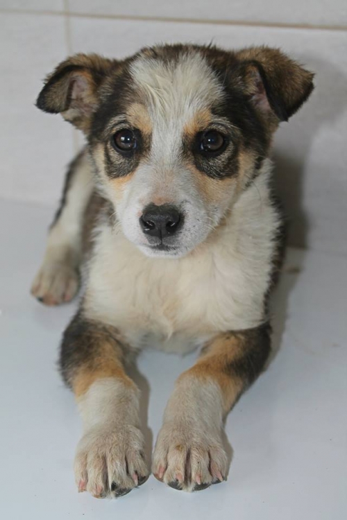 მეტისი უსახელო