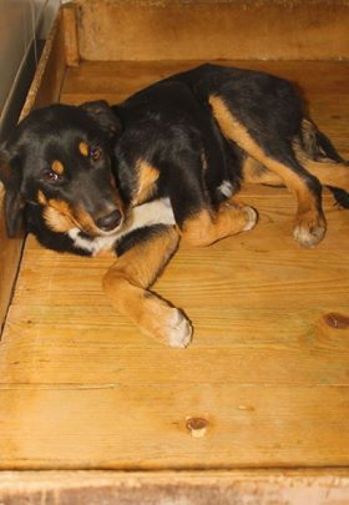 მეტისი უსახელო