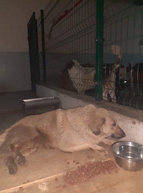 ქართული ქოფაკი უსახელო