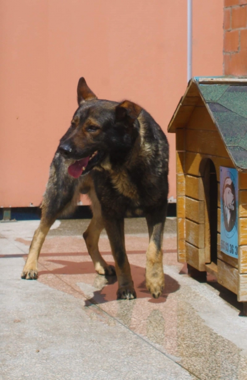 გერმანული ნაგაზი როი