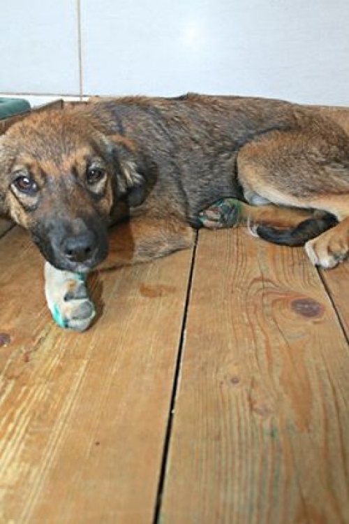 მეტისი უსახელო