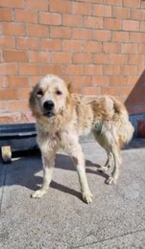 კავკასიური ნაგაზი ქართული ნაგაზი გადმოყვანილია მუნიციპალური თავშესაფრიდან