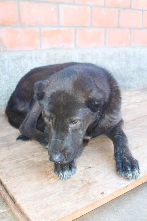 ქართული ქოფაკი უსახელო