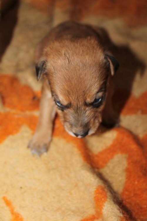 მეტისი უსახელო