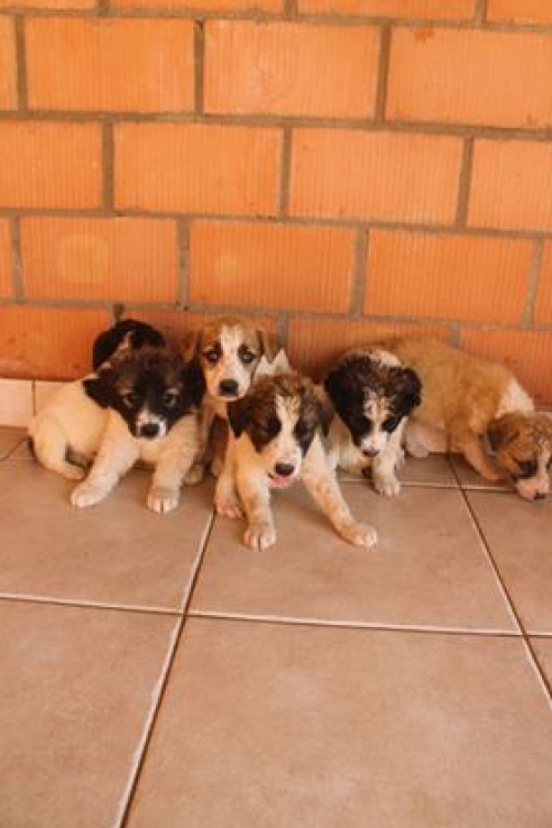 მეტისი უსახელო