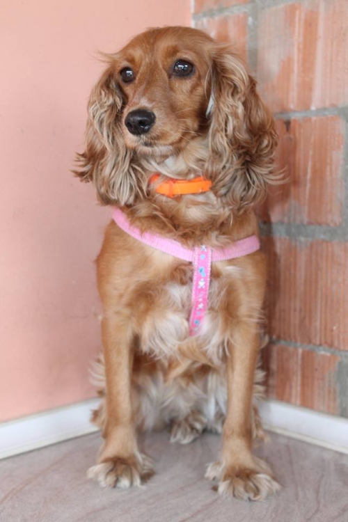 კოკერსპანიელი უსახელო