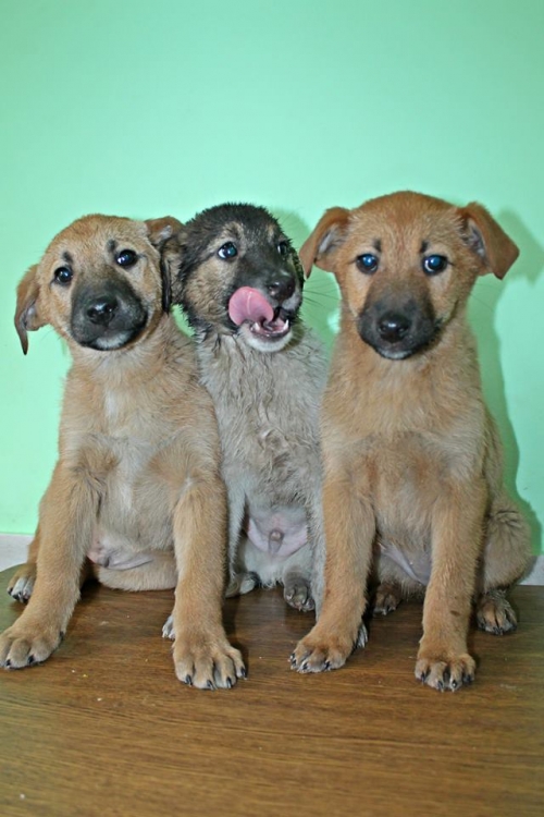 ქართული ქოფაკი უსახელო