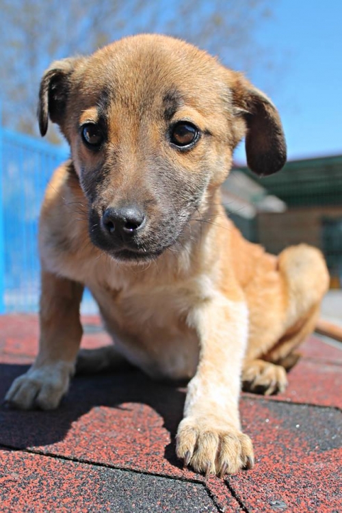 მეტისი უსახელო