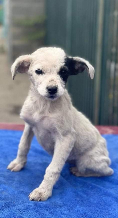 მეტისი ორთაჭალა