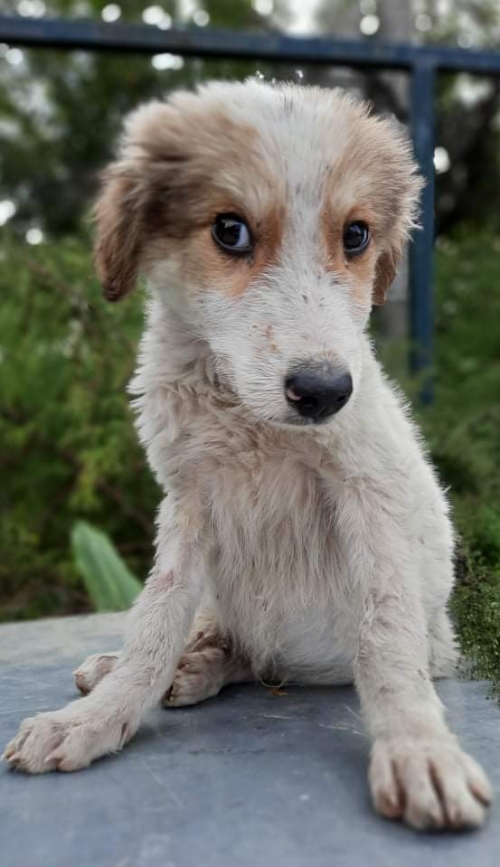 მეტისი მარჯანიშვილზე ნაპოვნი