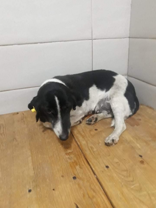 მეტისი ჩამოიყვანეს მცხეთიდან