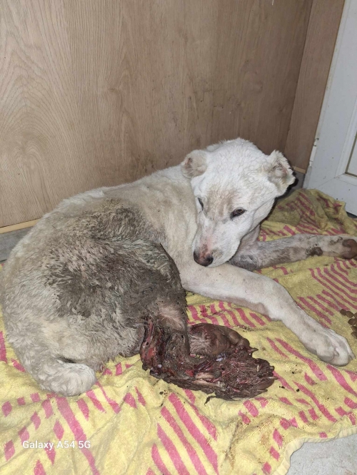 ქართული ქოფაკი ავჭალა მანაგაძის ქუჩა 18