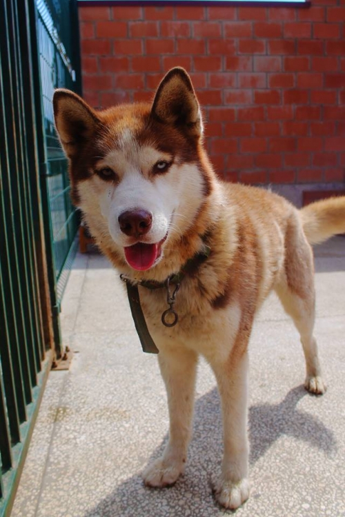 ციმბირული ხასკი უსახელო