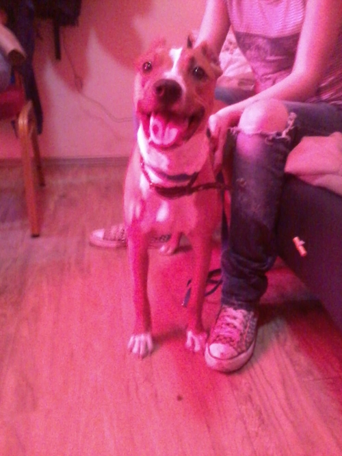 პიტი ლაქი