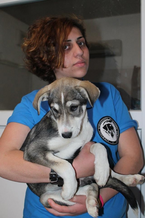 მეტისი უსახელო