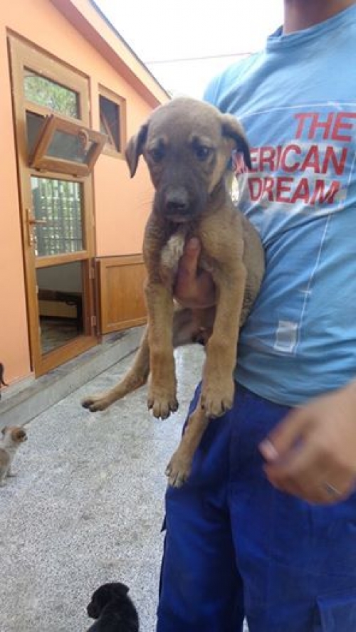 მეტისის ლეკვები ბასტი