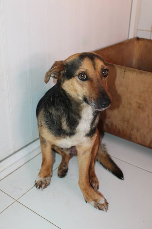 გერმანული ნაგაზის მეტისი ჩაპა