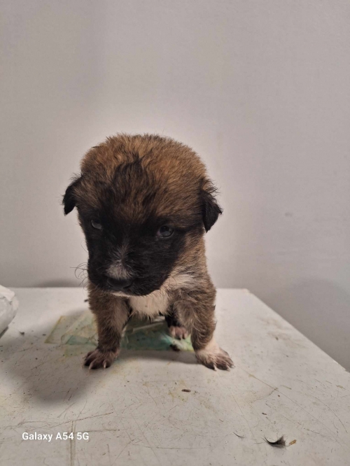 მეტისი კონიაკის დასახლლება