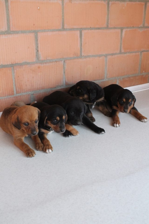 მეტისის ლეკვები უსახელო