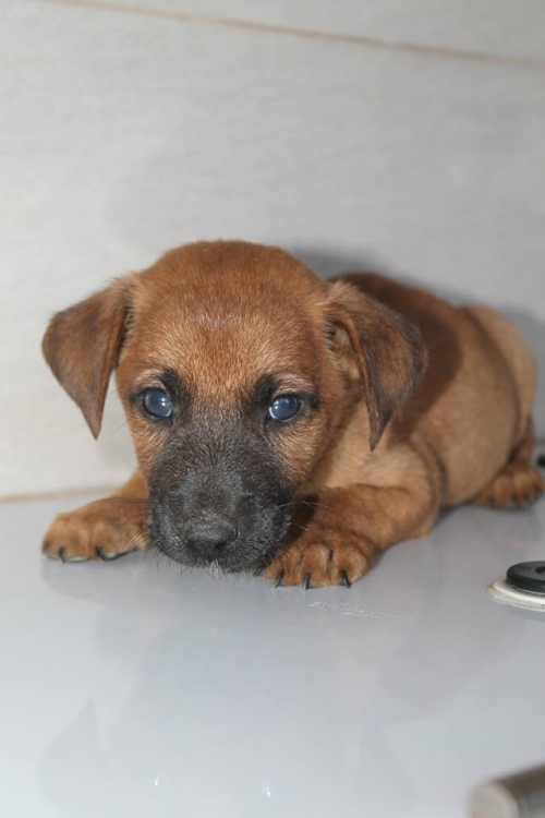 მეტისი უსახელო