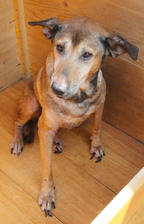 მეტისი უსახელო