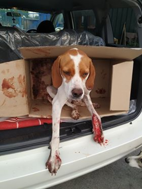 პოინტერი უსახელო