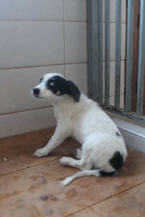 მეტისი უსახედლო