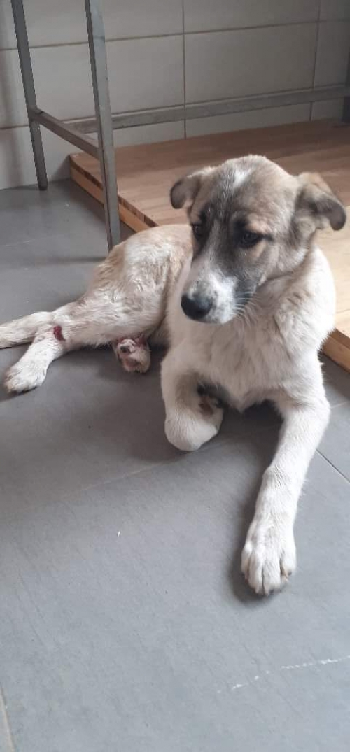 მეტისი რიჩი