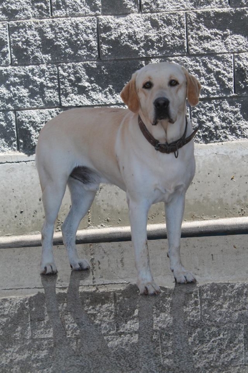 ლაბრადორი ბობო