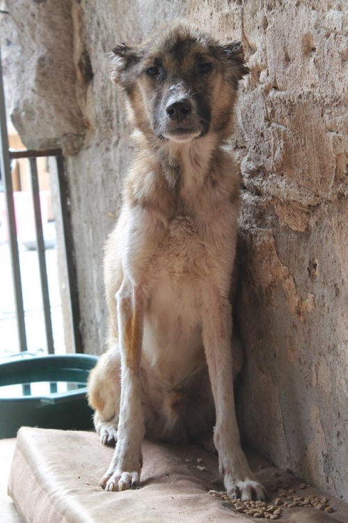 მეტისი უსახელო