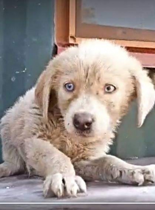 მეტისი კაიროს ქუჩა 4