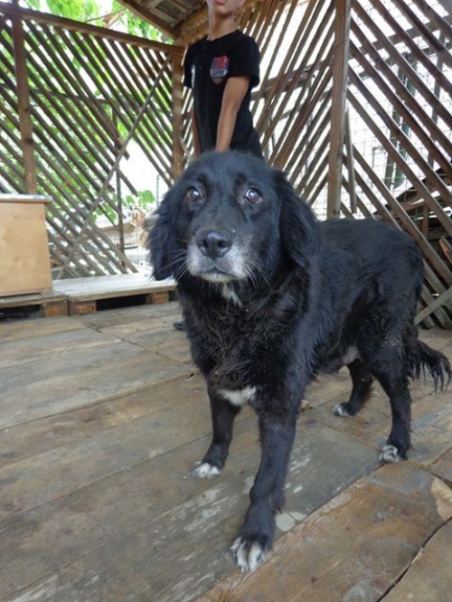 მეტისი უსახელო