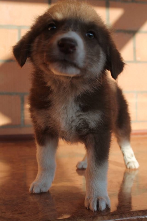 მეტისი უსახელო