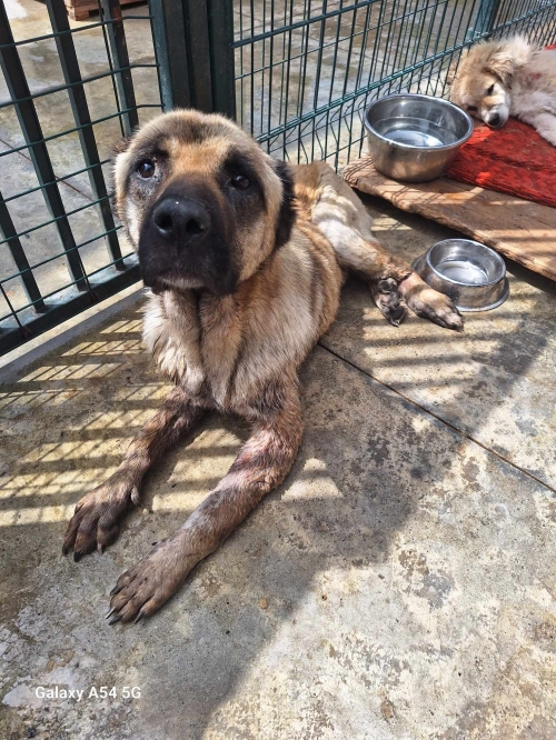 ქართული ქოფაკი ნარახტარი