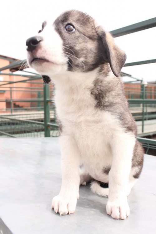 მეტისი უსახელო