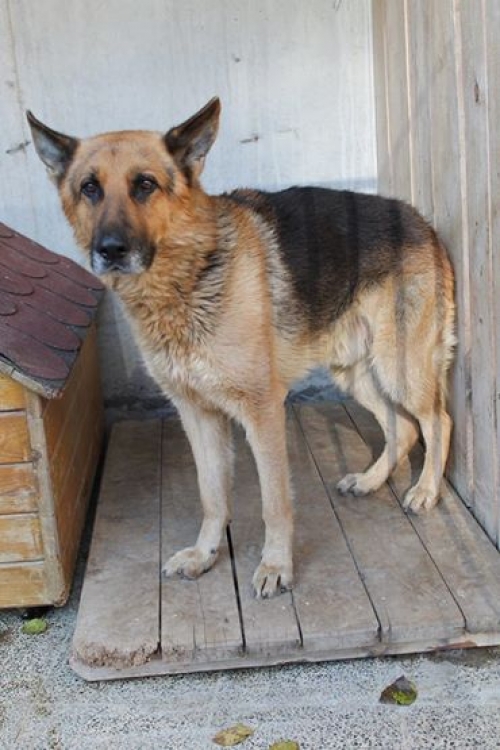 გერმანული ნაგაზი უსახელო