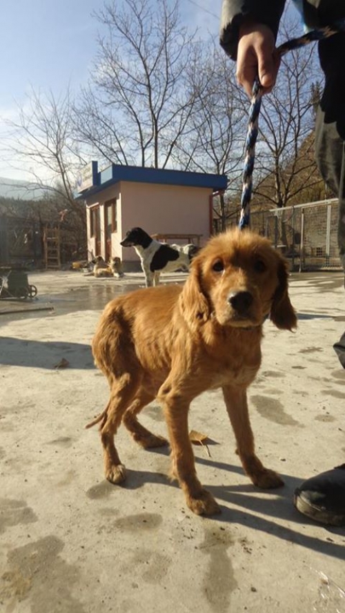 კოკერსპანიელი უსახელო