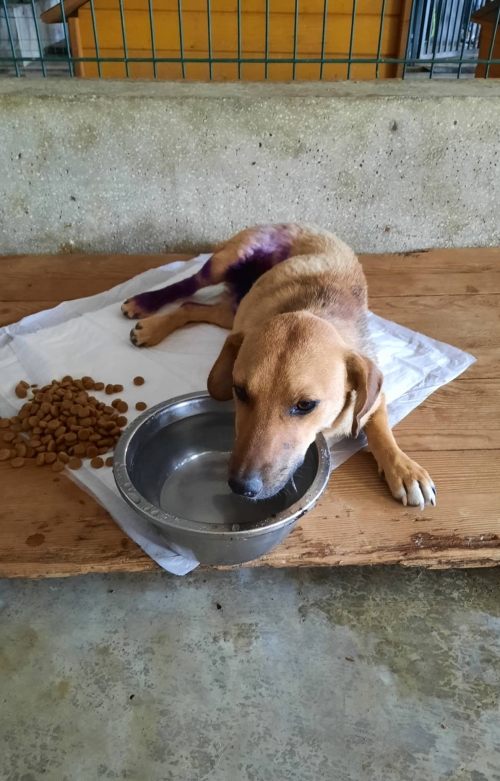 მეტისი აფრიკა