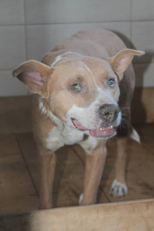 პიტი უსახელო