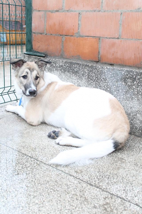 მეტისი გაბი