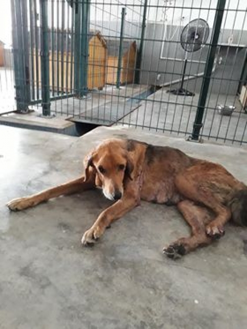 გონჩის მეტისი უსახელო