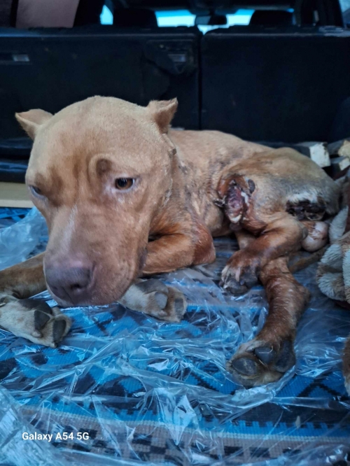 პიტი ლაგიდეხის რაიონი. სახელი მუმფასა