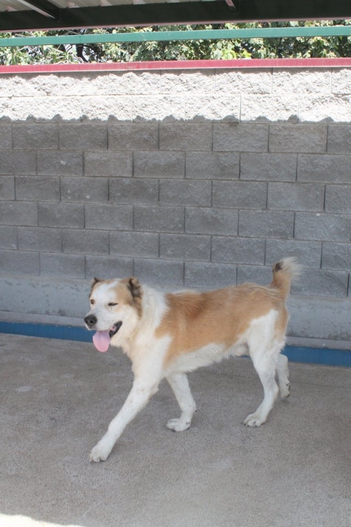 ქართული ნაგაზი ლომა