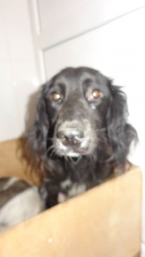 მეტისი უსახელო